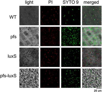 Regulation of biofilm formation in Zymomonas mobilis to enhance stress tolerance by heterologous expression of pfs and luxS